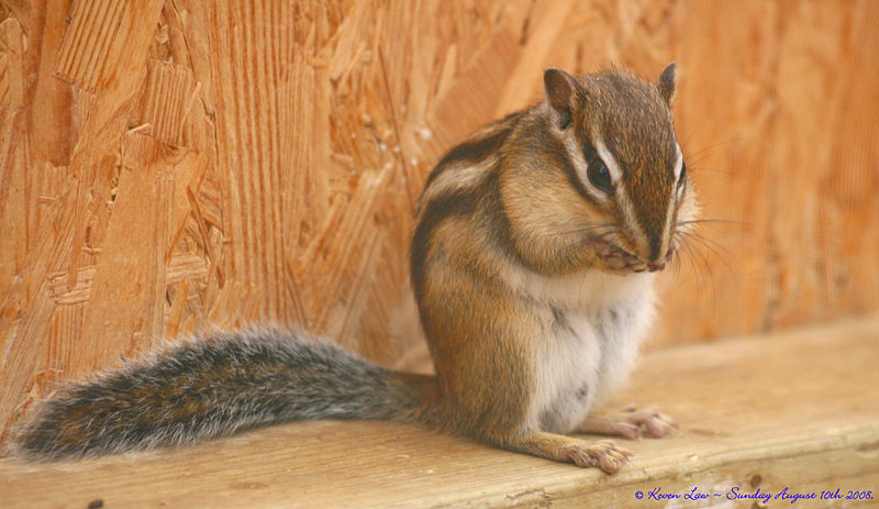 Wingham Wildlife Park