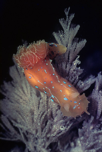 Skomer Marine Conservation Zone