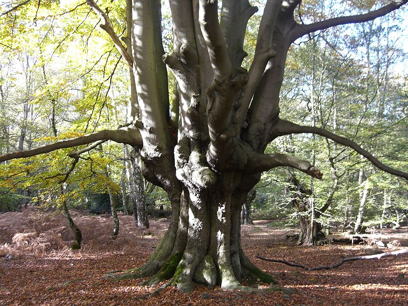 Bosque de Epping