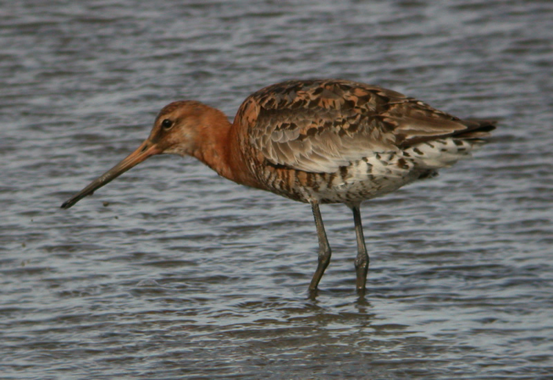 Réserve naturelle de Titchwell Marsh