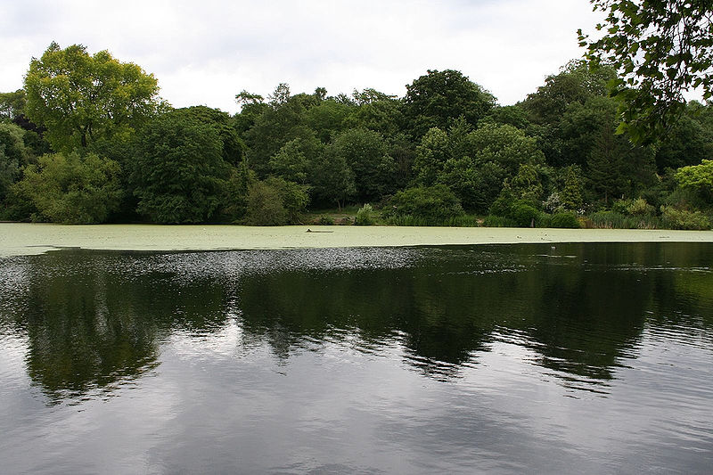 Hampstead Heath Ponds