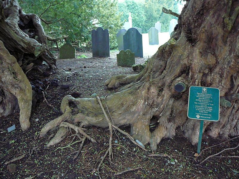 Llangernyw Yew