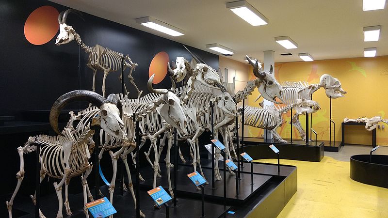 Museum of Veterinary Anatomy FMVZ USP