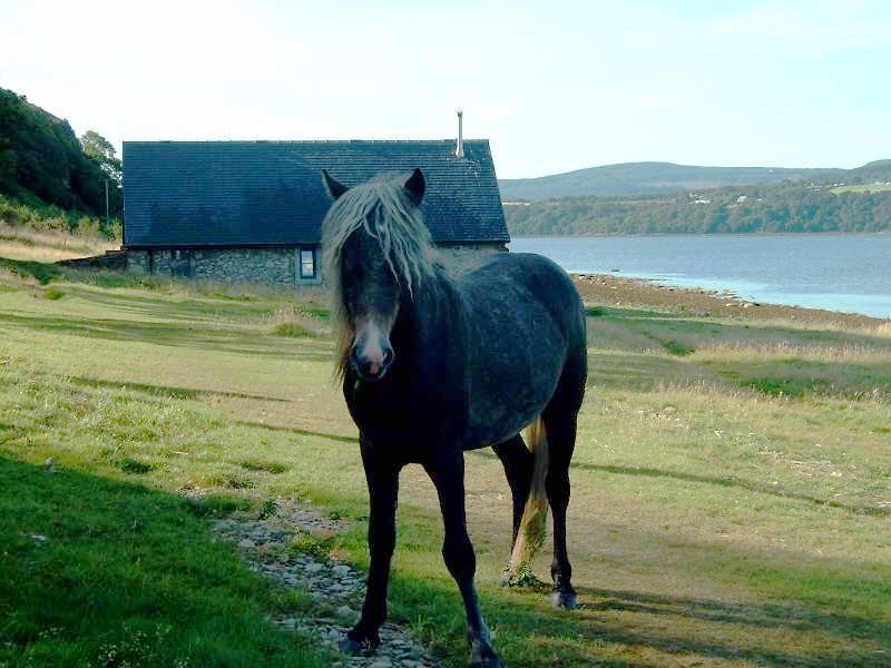 Holy Island, Firth of Clyde