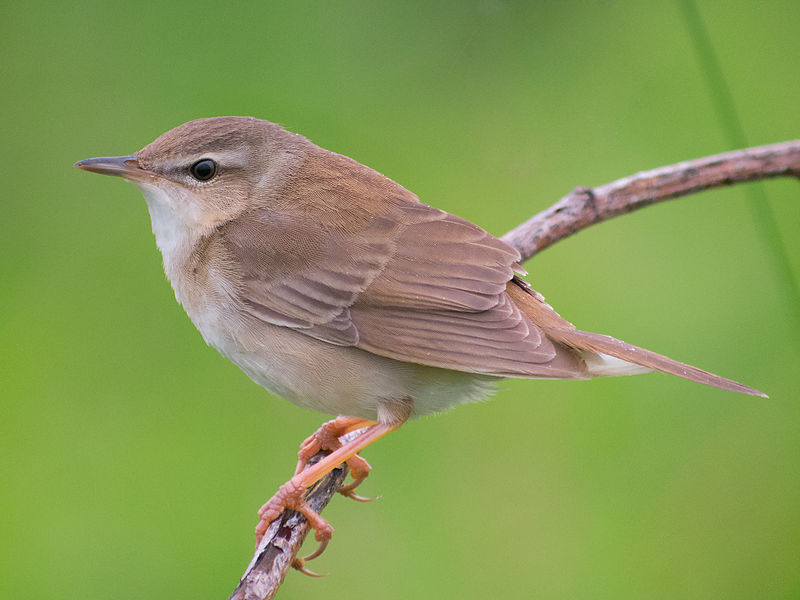 Holme Bird Observatory