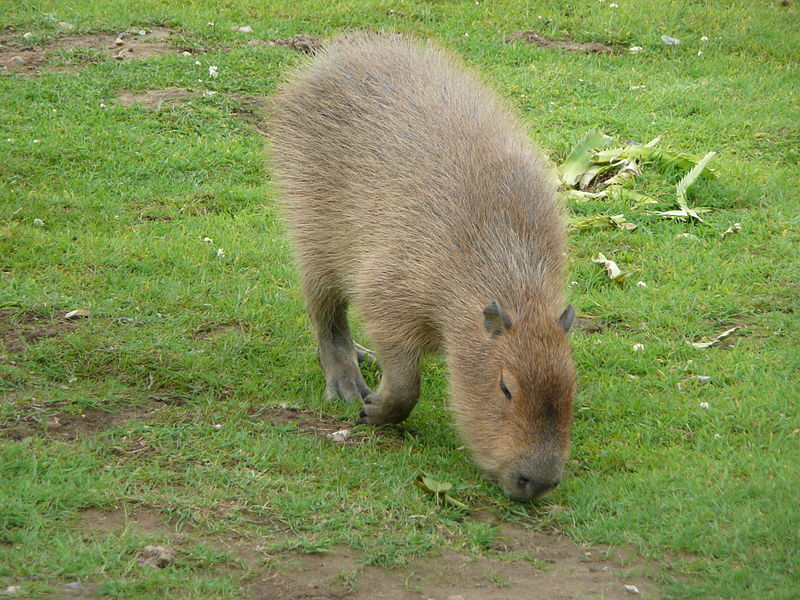 Howletts Wild Animal Park