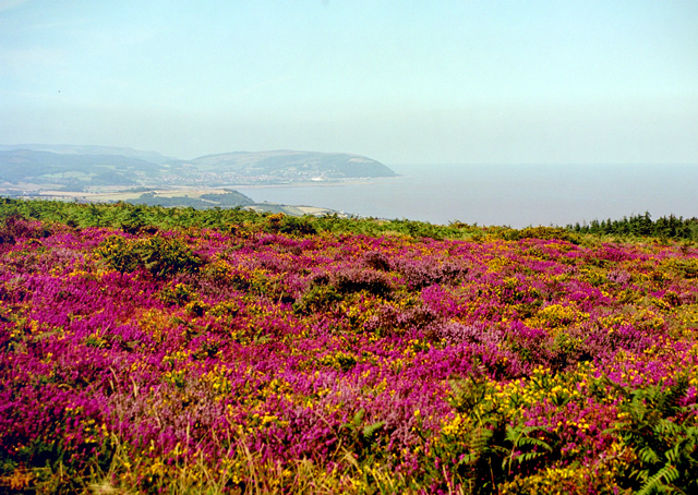 Collines Quantock