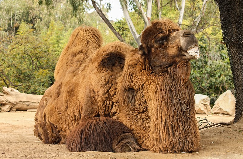 Blackpool Zoo