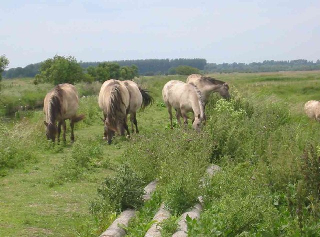 RSPB Minsmere