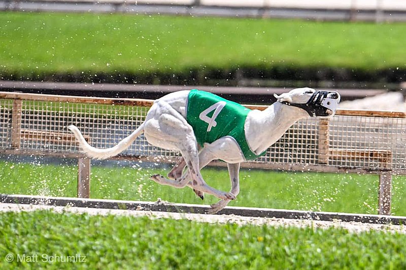 Romford Greyhound Stadium