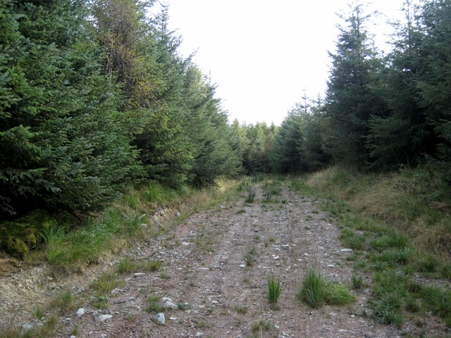 Dyfnant Forest