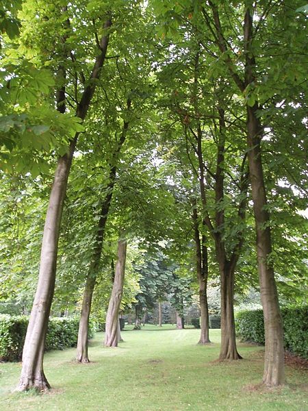 Whipsnade Tree Cathedral