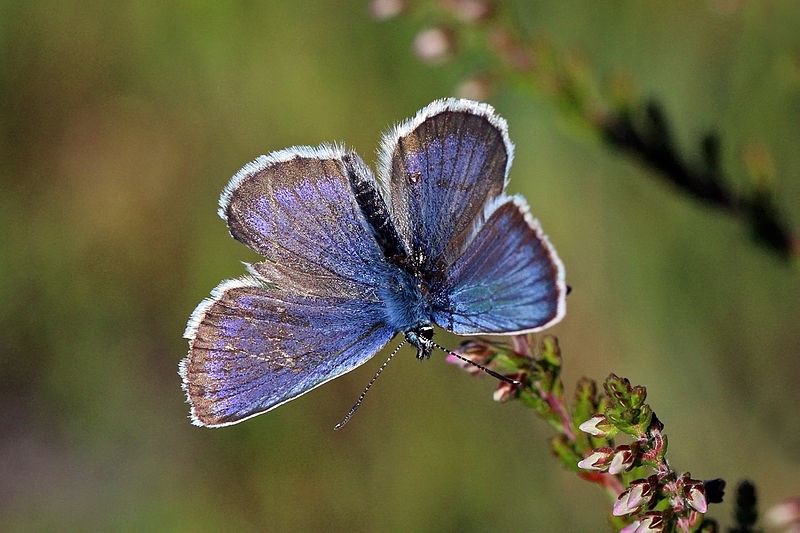 Réserve naturelle de Minsmere