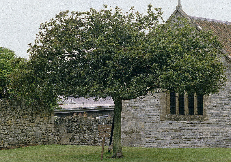 Glastonbury Thorn