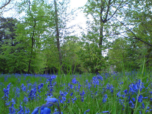 Wanstead Park