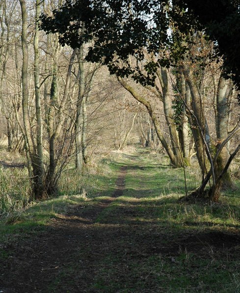 Thetford Forest