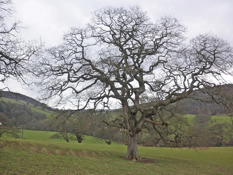 Nettlecombe Court