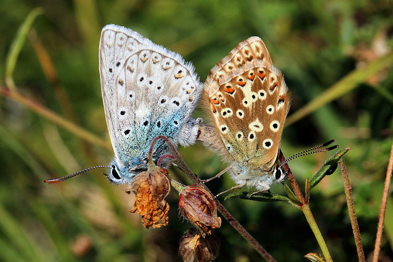 Aston Rowant National Nature Reserve