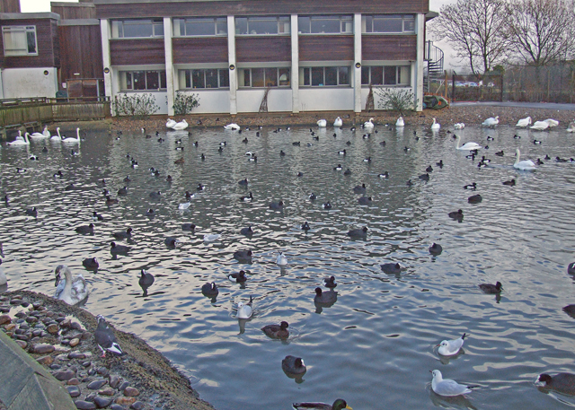 WWT Slimbridge