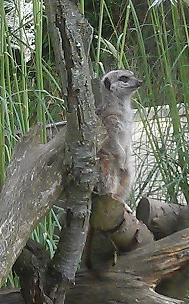 Blackpool Zoo