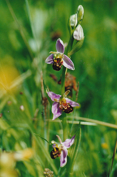 Nature Reserves in Nailsea