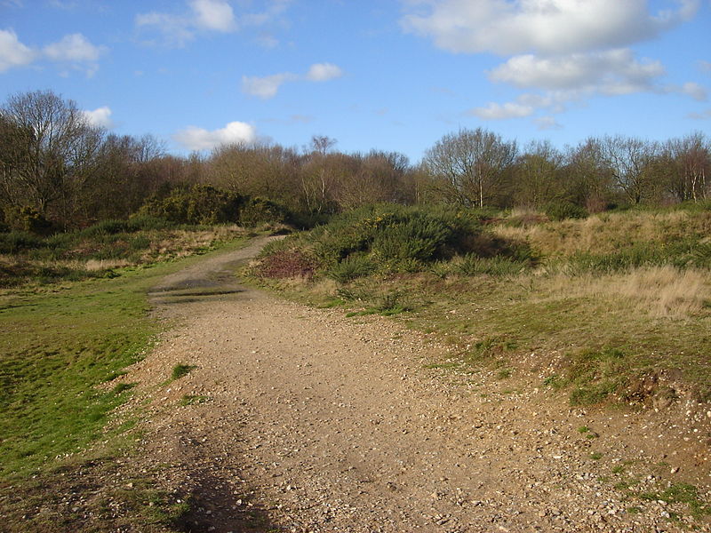 Mousehold Heath