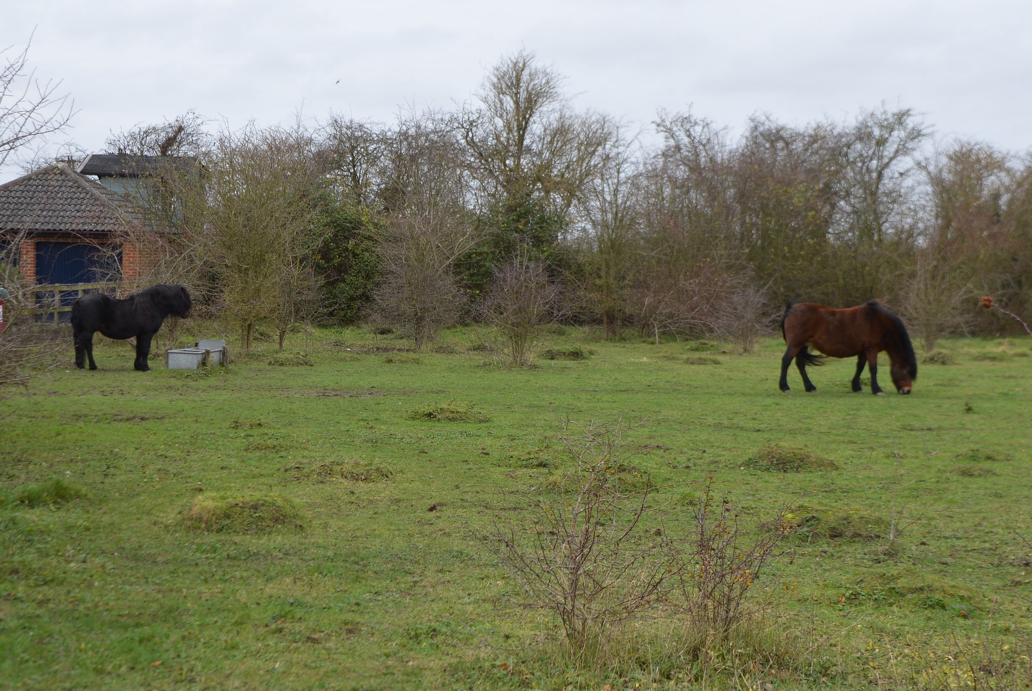 Lancot Meadow, Großbritannien