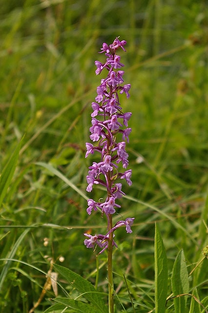 Ridley Bottom, Wielka Brytania