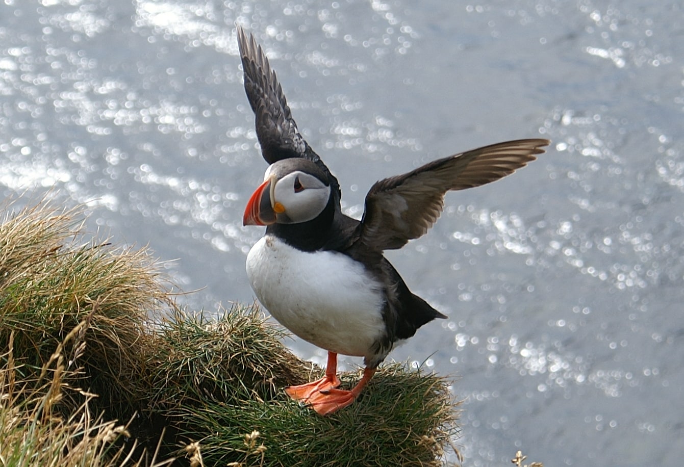 Wyspa Lundy, Wielka Brytania