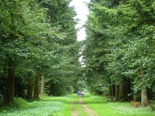 Thetford Forest, Großbritannien