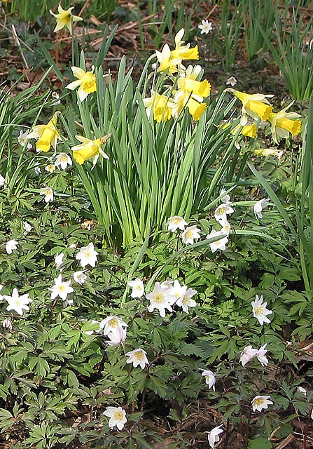 Gwen and Vera's Fields, Großbritannien