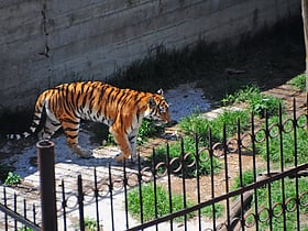 tbilisi zoo tiflis