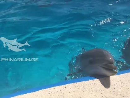 dolphinarium batoumi