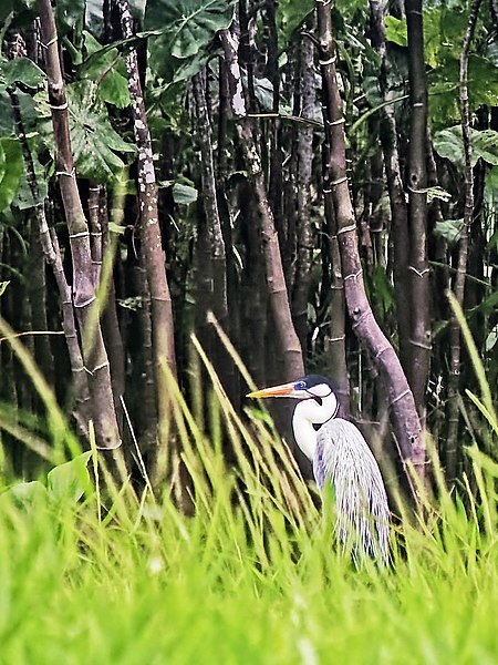 Kaw-Roura Marshland Nature Reserve