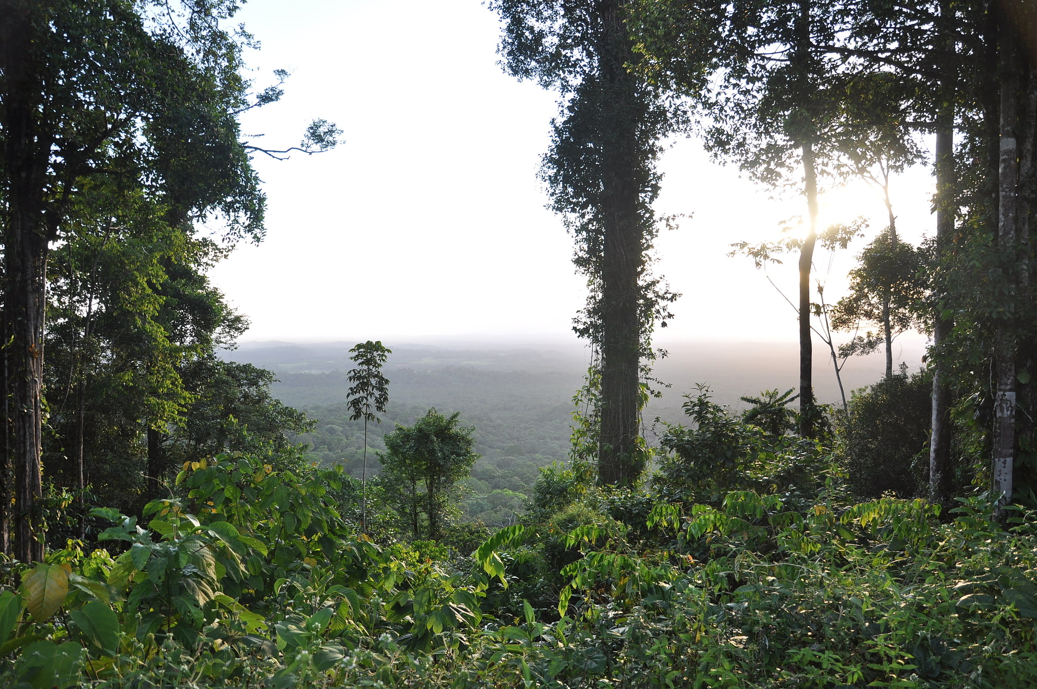 Réserve naturelle régionale Trésor, Guyane Française