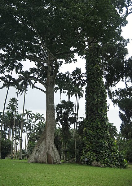 Aburi Botanical Gardens