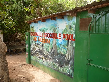kachikally crocodile pool serrekunda