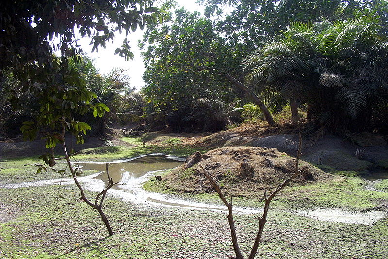 Rezerwat Przyrody Abuko