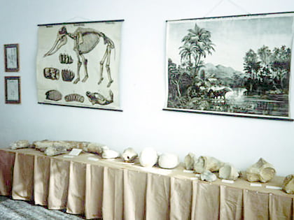 Paleontological Museum of Siatista