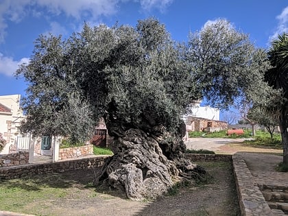 Olive tree of Vouves