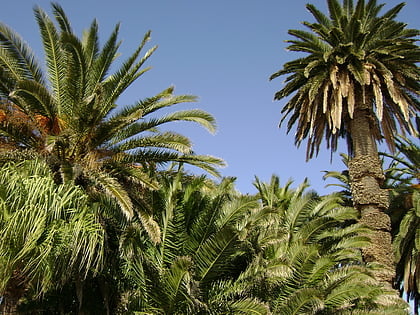 kalamiaris palm forest lesbos