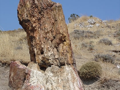 petrified forest of lesbos