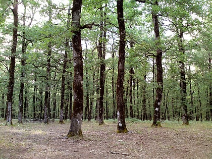 Bosque de Folói