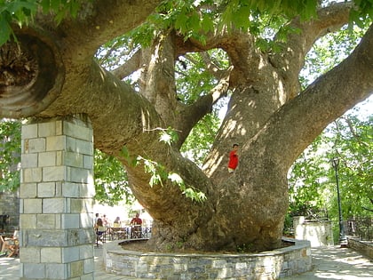plane tree 1000 years old tsagkarada