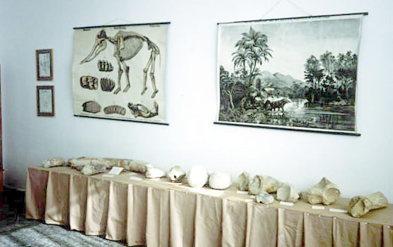 paleontological museum of siatista