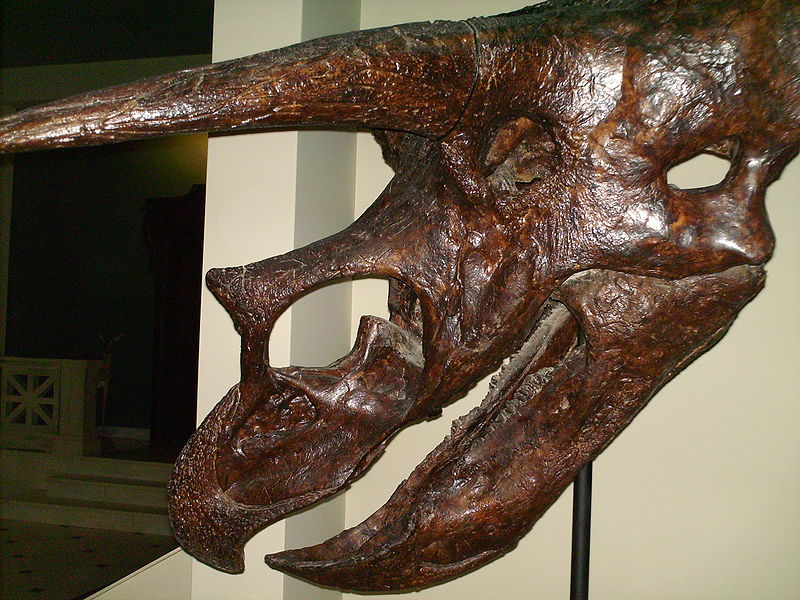 Goulandris Natural History Museum