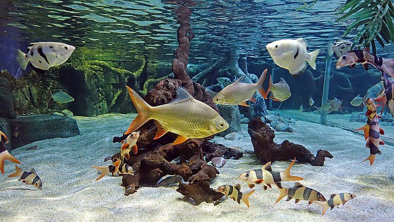 Aquarium de Rhodes