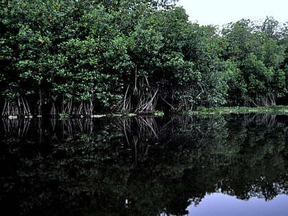 northern dry pacific coast mangroves monterrico
