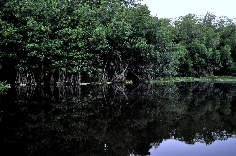 northern dry pacific coast mangroves monterrico