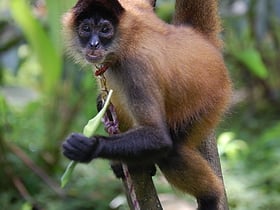 parque nacional pico pijol